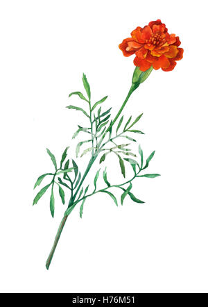 Tagetes Patula, die französische Ringelblume. Blühende Gartenpflanze. Aquarell Hand Malerei Illustration auf weißen Hintergrund zu isolieren. Stockfoto