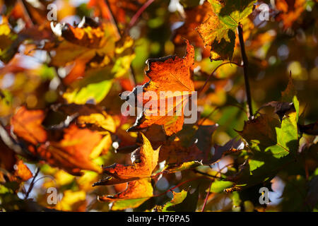 Ahornblätter im Herbst in Redditch, Worcestershire, UK Stockfoto