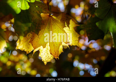 Ahornblätter im Herbst in Redditch, Worcestershire, UK Stockfoto