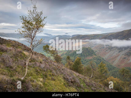 Birken auf des Königs wie oben Borrowdale und Schloss Fels im Herbst, Englisch Lake District National Park, Cumbria, England, UK Stockfoto