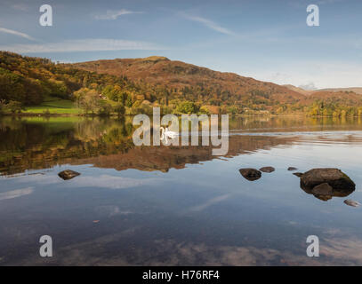 Schwäne auf Grasmere im Herbst im englischen Lake District Nationalpark Stockfoto