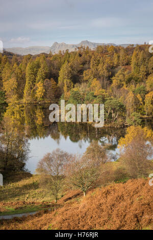 Tarn Hows und die Langdale Pikes im Herbst im englischen Lake District National Park, Cumbria, England, UK Stockfoto