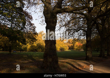 Herbst-Szene in Green Park, London, England, Vereinigtes Königreich. Bäume in der Herbstsaison verfärben, drehen, gelb und braun vor Abwurf. Mit schwachem Licht macht für eine schöne Zeit des Jahres. Stockfoto