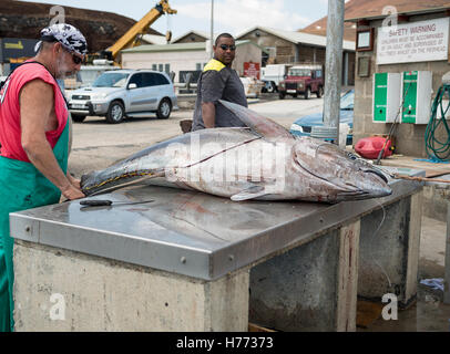 Die Insel Ascension Wharf, mann Schlachten frisch gelandet Gelbflossenthun, die Leitung wurde gefangen durch Sportfishing Stockfoto