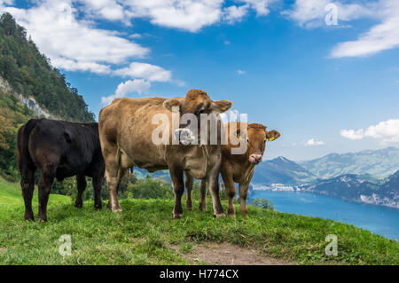 Rinder (Bos Taurus) im Sommer auf einer Wiese in den Schweizer Alpen. See- und Bergkulisse. Stockfoto