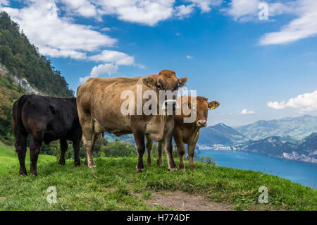 Rinder (Bos Taurus) im Sommer auf einer Wiese in den Schweizer Alpen. See- und Bergkulisse. Stockfoto