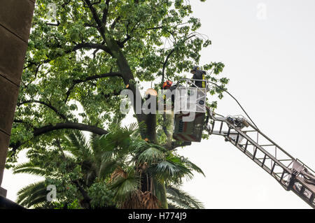 Feuerwehrleute von der italienischen Vigili del Fuoco einen Sturm beschädigt Baum schneiden. Gebaut von Iveco Magirus Drehleiter. Stockfoto