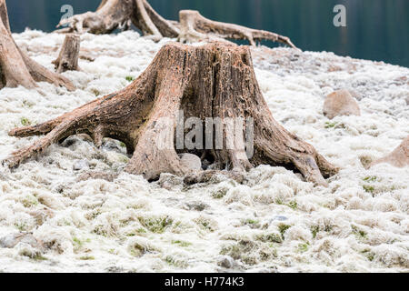 Totholz, ausgetrocknete See, Gosau See, Gosau, Dachstein Region, Oberösterreich, Österreich Stockfoto