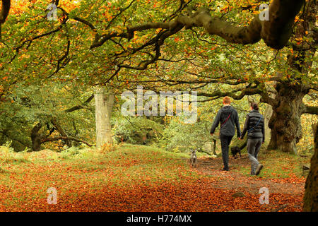 Hund Spaziergänger in Padley Schlucht, einem hübschen Tal in Derbyshires Peak District National Park, England an einem herrlichen Herbsttag, UK Stockfoto