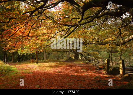 Sonnenlicht auf Herbstlaub durch einen Pfad in Padley Schlucht bewaldet ein schönes Tal in den Peak District Nationalpark Derbyshire UK Stockfoto