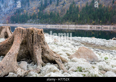 Totholz, ausgetrocknete See, Gosau See, Gosau, Dachstein Region, Oberösterreich, Österreich Stockfoto