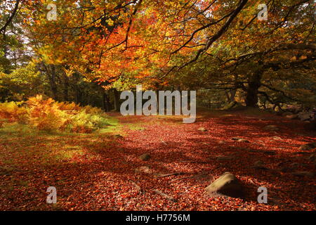 Sonnenlicht auf Herbstlaub durch einen Pfad in Padley Schlucht bewaldet ein schönes Tal in den Peak District Nationalpark Derbyshire UK Stockfoto