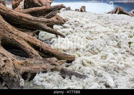 Totholz, ausgetrocknete See, Gosau See, Gosau, Dachstein Region, Oberösterreich, Österreich Stockfoto