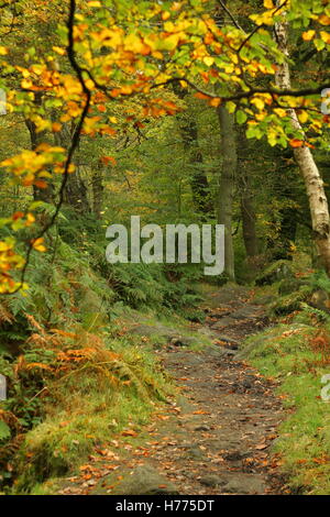 Ein Wanderweg durch den herbstlichen Wald mit Silber-Birke (Betula Pendel) und Buche (Fagus Sylvatica) Derbyshire, England UK Stockfoto