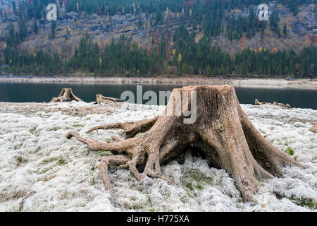 Totholz, ausgetrocknete See, Gosau See, Gosau, Dachstein Region, Oberösterreich, Österreich Stockfoto