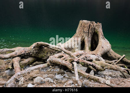 Totholz, ausgetrocknete See, Gosau See, Gosau, Dachstein Region, Oberösterreich, Österreich Stockfoto