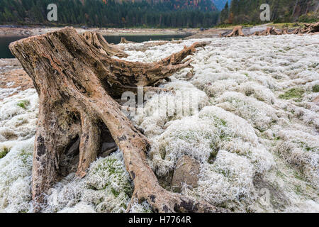 Totholz, ausgetrocknete See, Gosau See, Gosau, Dachstein Region, Oberösterreich, Österreich Stockfoto