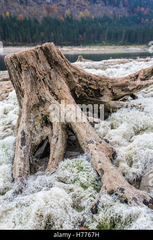 Totholz, ausgetrocknete See, Gosau See, Gosau, Dachstein Region, Oberösterreich, Österreich Stockfoto