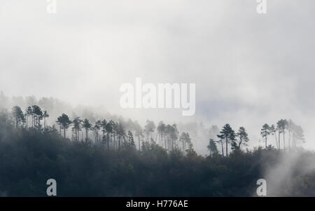 Kiefern in einem nebligen Wald im Herbst. Stockfoto
