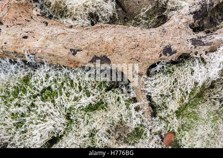 Totholz, ausgetrocknete See, Gosau See, Gosau, Dachstein Region, Oberösterreich, Österreich Stockfoto