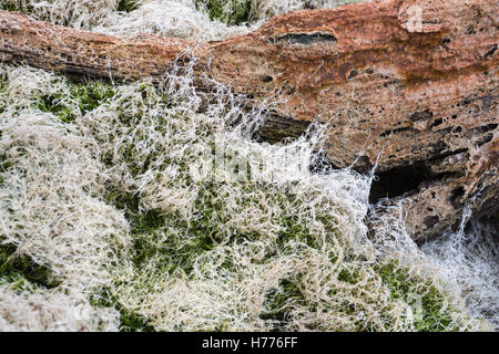 Totholz, ausgetrocknete See, Gosau See, Gosau, Dachstein Region, Oberösterreich, Österreich Stockfoto