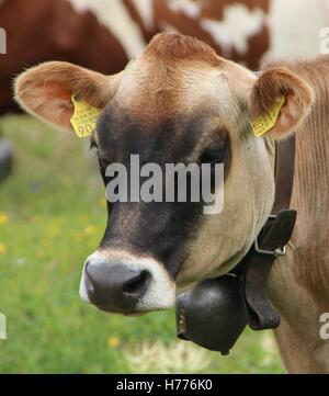 Brown Swiss Kuh Stockfoto