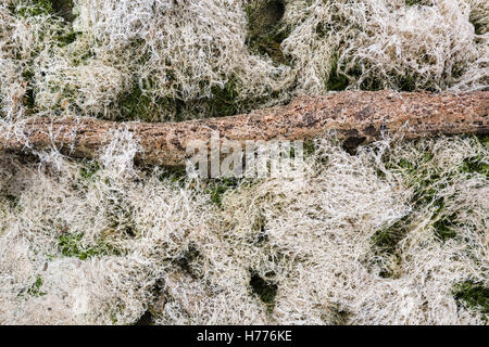 Totholz, ausgetrocknete See, Gosau See, Gosau, Dachstein Region, Oberösterreich, Österreich Stockfoto