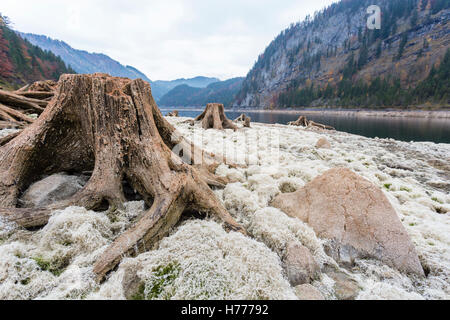 Totholz, ausgetrocknete See, Gosau See, Gosau, Dachstein Region, Oberösterreich, Österreich Stockfoto