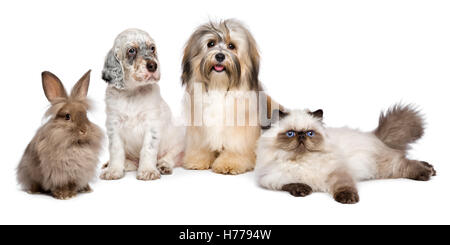 Gruppe von jungen Hunden, Katze, Kaninchen vor weiß Stockfoto