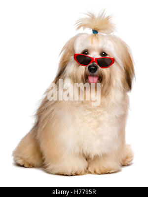 Glücklicher rötlicher Havaneser Hund trägt eine lustige rote Sonnenbrille Stockfoto