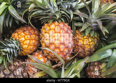 Nahaufnahme von Ananas Stockfoto