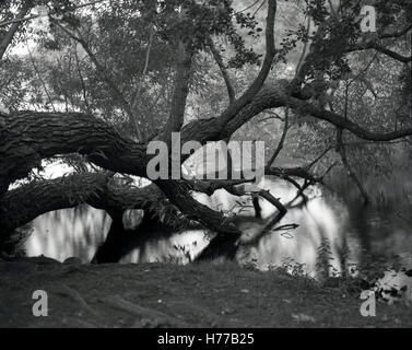 Baum im Teich Stockfoto