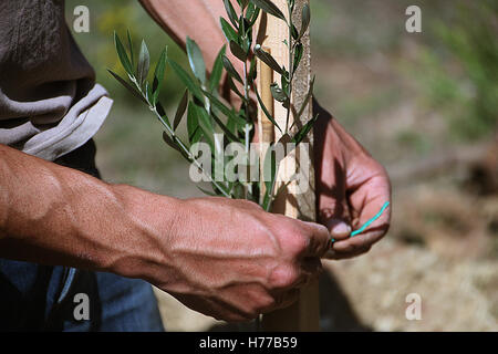 Nahaufnahme des Mannes Hände Olive Bäume Pflanzen Stockfoto