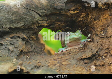 Laubfrosch, die auf der Suche durch Loch in ein Holzscheit, Indonesien Stockfoto