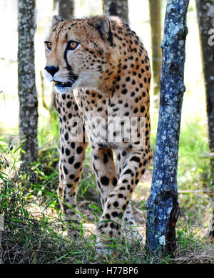 Geparden jagen, Mpumalanga, Südafrika Stockfoto