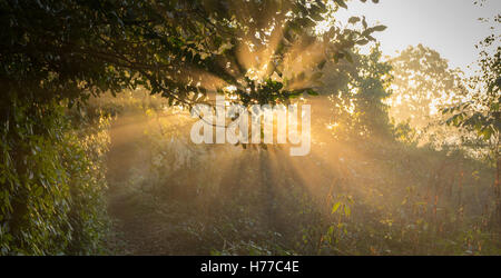 Sonnenlicht strahlte durch Bäume, Enschede, Overijssel, Niederlande Stockfoto