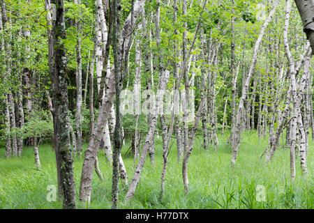 Baum Birkenwald im Acadia National Park. Stockfoto