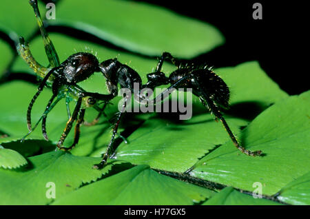 Bullet Ant (Paraponeragroße Clavata) mit Grasshopper Beute im Kiefer. Nationalpark Tortuguero, Costa Rica Stockfoto