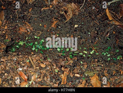 Blatt-Cutter Ameisen (Atta SP.) Blätter, Loch nest tragen. Tropischer Regenwald, La Selva, Costa Rica Stockfoto