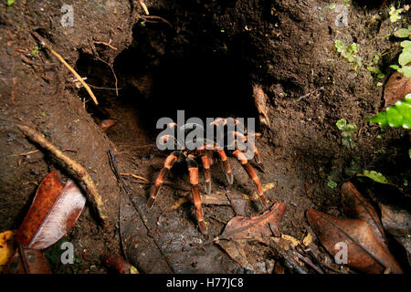 Costa Rican Redleg Tarantula (Megaphobema Mesomelas) entstehende Burrow, Monteverde Cloud Forest Preserve, Costa Rica. Stockfoto