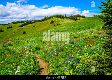 Wandern durch die alpinen Bergwiesen mit Wildblumen auf Tod Mountain in der Shuswap-Hochland von British Columbia Kanada Stockfoto