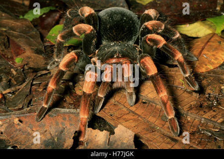 Costa Rican Redleg Tarantula (Megaphobema Mesomelas) entstehende Burrow, Monteverde Cloud Forest Preserve, Costa Rica. Stockfoto