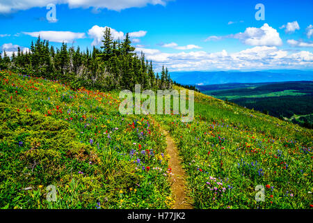 Wandern durch die alpinen Bergwiesen mit Wildblumen auf Tod Mountain in der Shuswap-Hochland von British Columbia Kanada Stockfoto