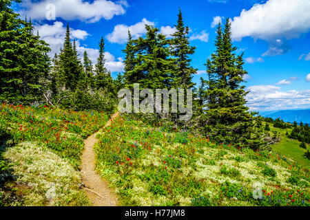 Wandern durch die alpinen Bergwiesen mit Wildblumen auf Tod Mountain in der Shuswap-Hochland von British Columbia Kanada Stockfoto