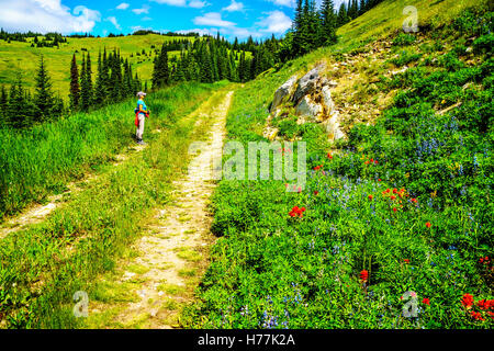 Ältere Frau auf eine Wanderung zum Tod Berggipfel in den Shuswap Highlands of Central British Columbia, Kanada Stockfoto