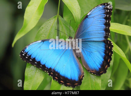 Morpho Schmetterling (Morpho Helenor). Wasserfall-Gärten, Costa Rica. Stockfoto