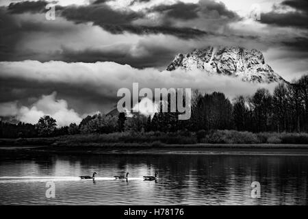 Herbst in den Tetons Wildgänse und Dicke Wolken Stockfoto