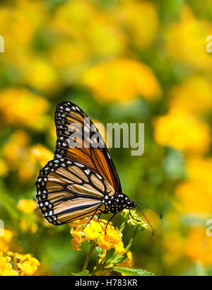 Monarchfalter (Danaus Plexippus) Fütterung auf Lantana Blüten im Herbst Stockfoto