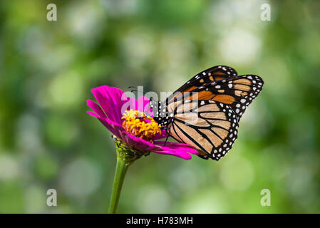 Monarchfalter (Danaus Plexippus) ernähren sich von rosa Zinnia Blume Stockfoto