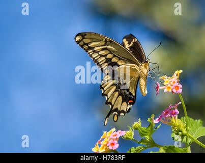 Der riesige Schwalbenschwanz (Papilio Cresphontes) Schmetterling Fütterung auf Lantana Blumen Stockfoto